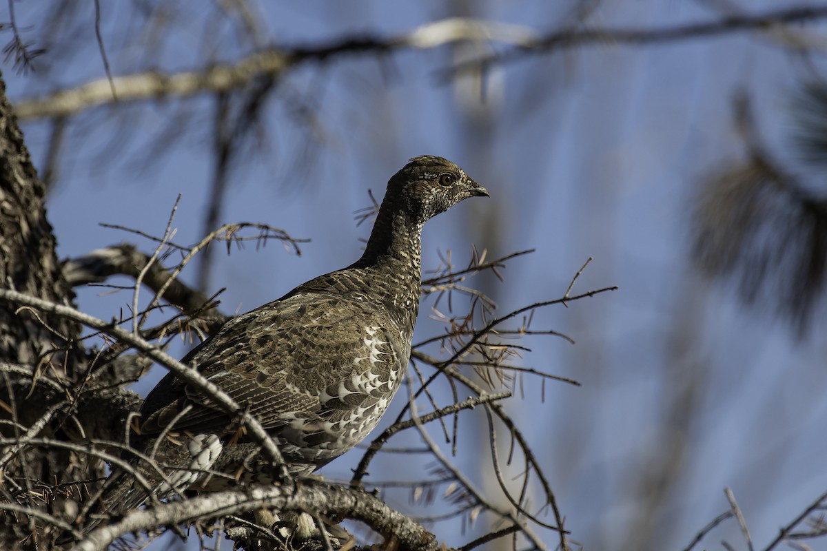 Dusky Grouse - ML373332471