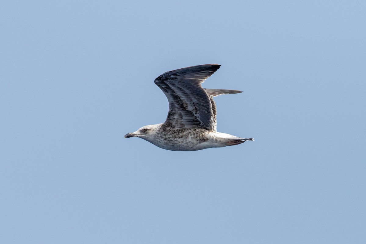 Lesser Black-backed Gull - Thibaud Aronson