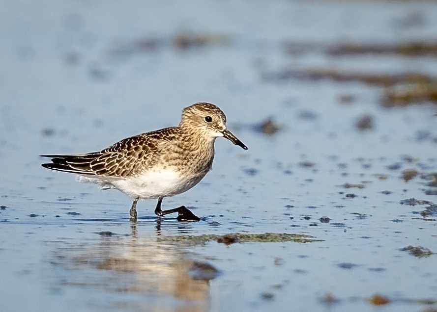 Baird's Sandpiper - ML373334051