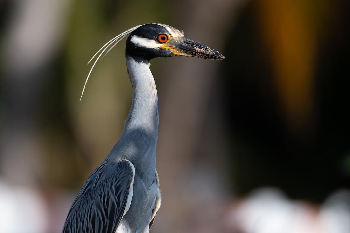 Yellow-crowned Night Heron - ML373334151