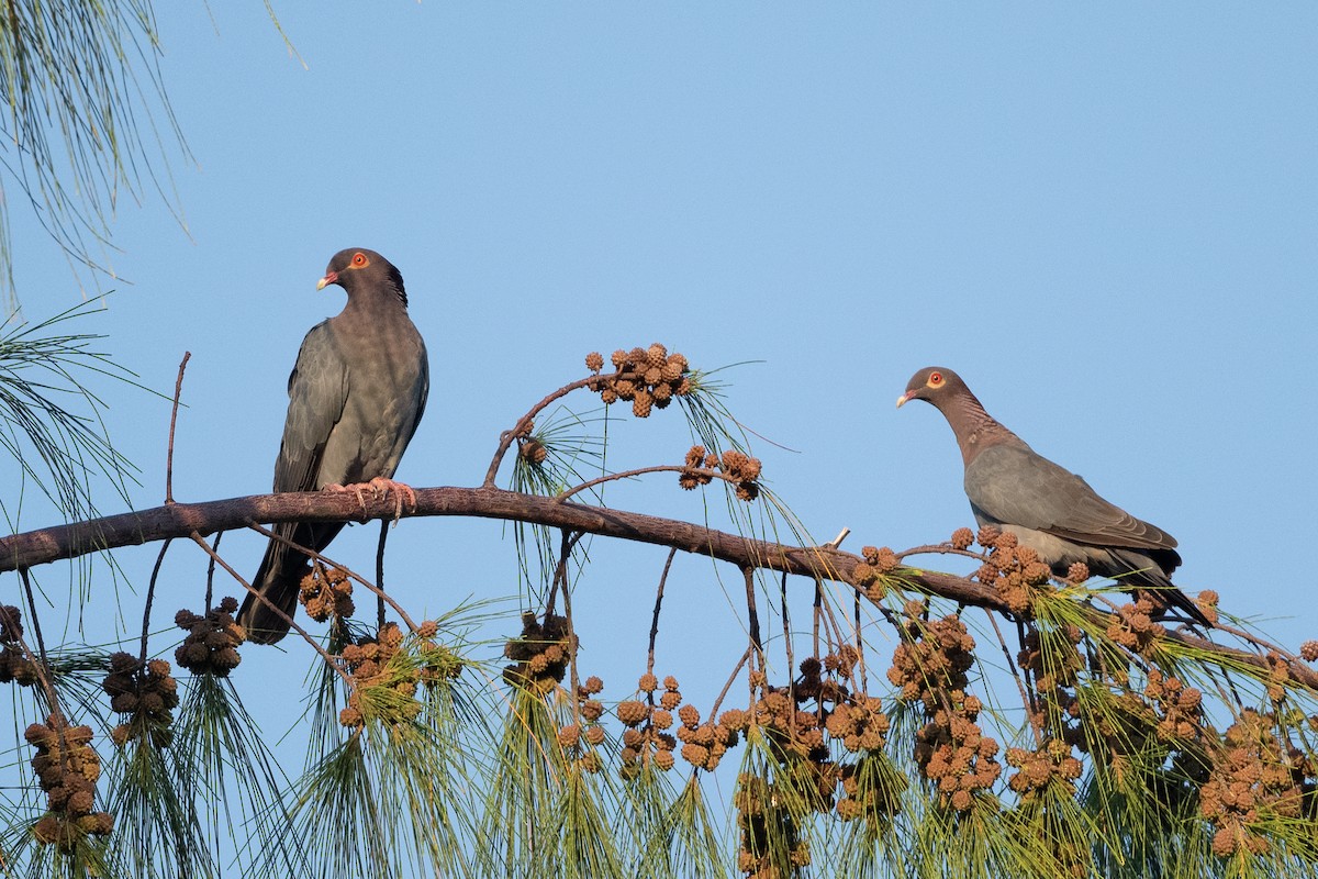 Scaly-naped Pigeon - ML373334361