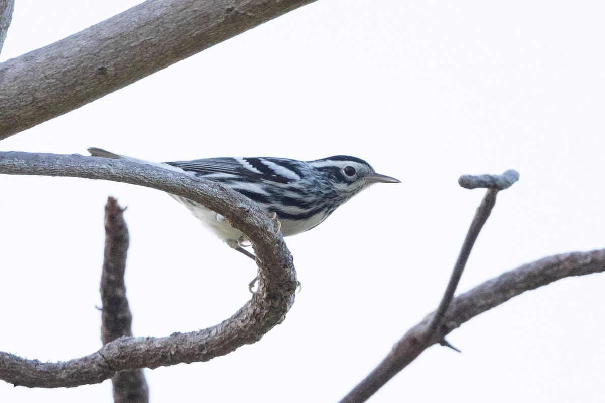 Black-and-white Warbler - ML373334381