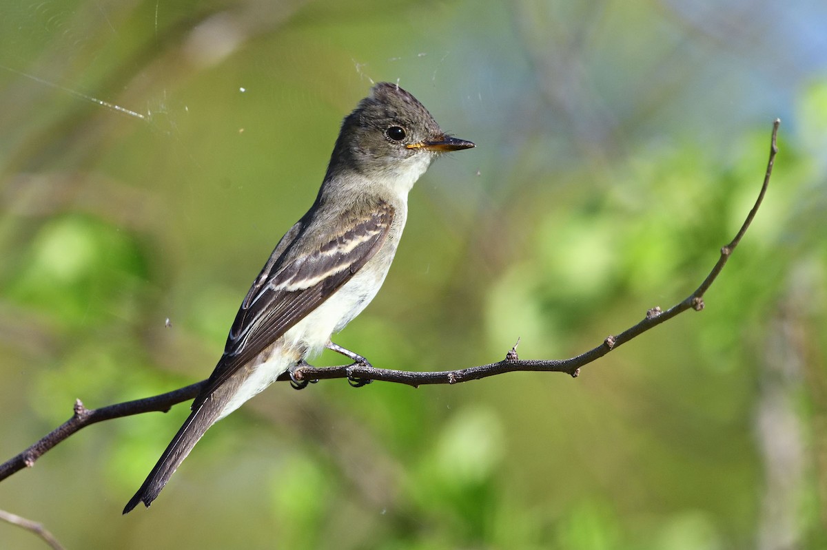 Eastern Wood-Pewee - ML373334611