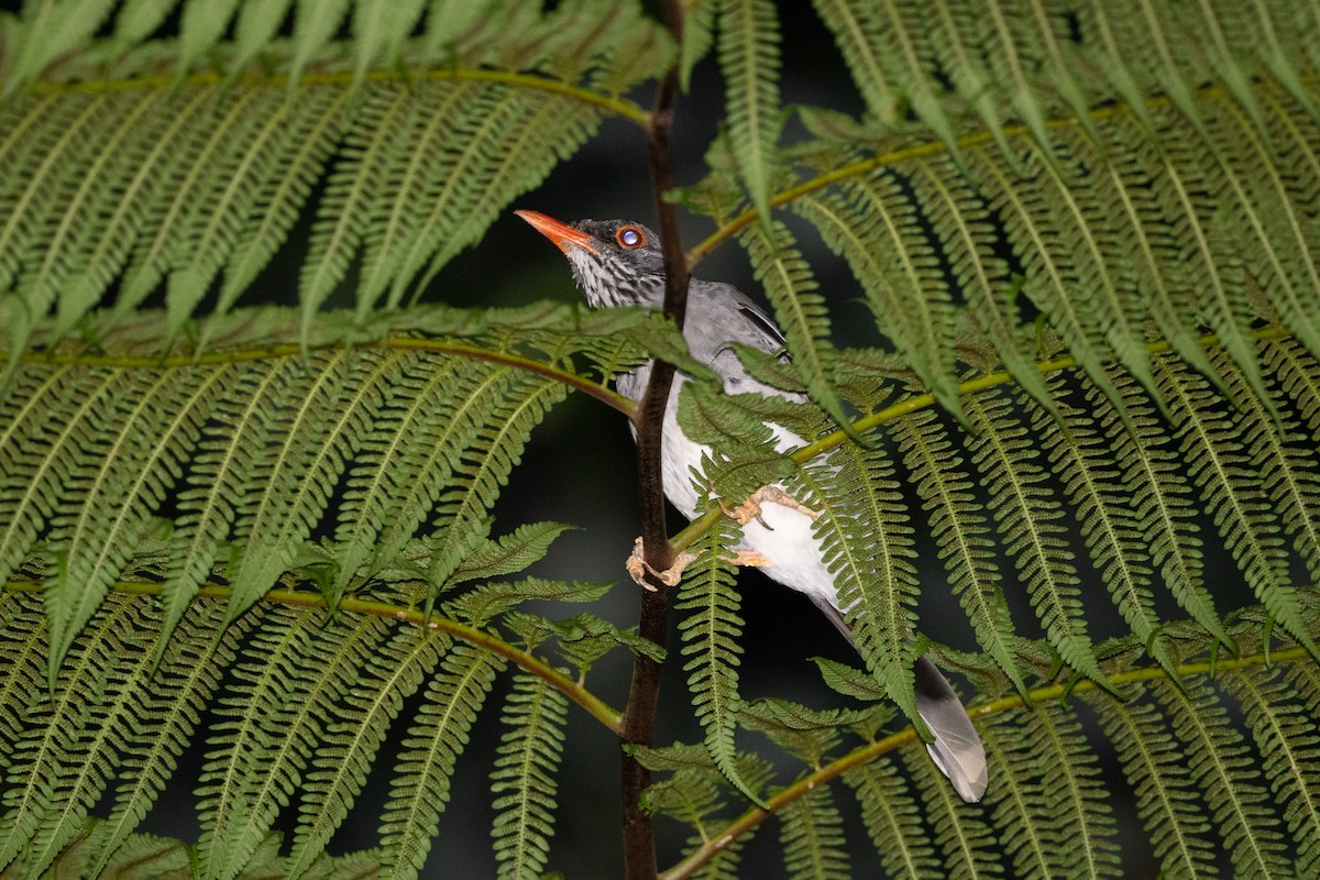 Red-legged Thrush - ML373334981