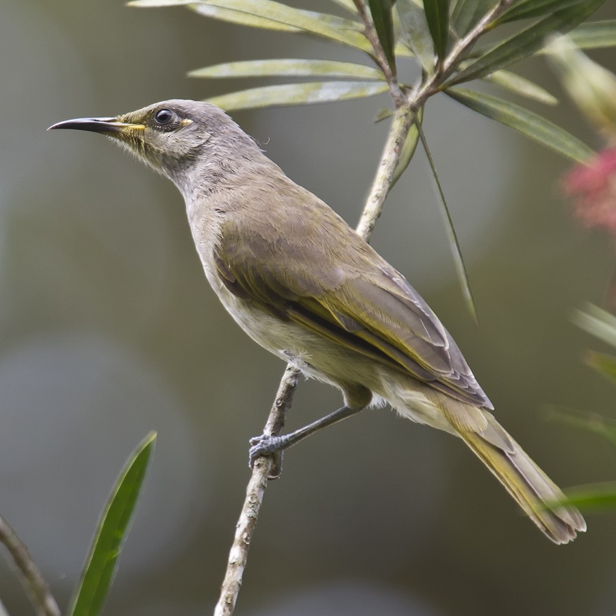 Brown Honeyeater - ML37333531