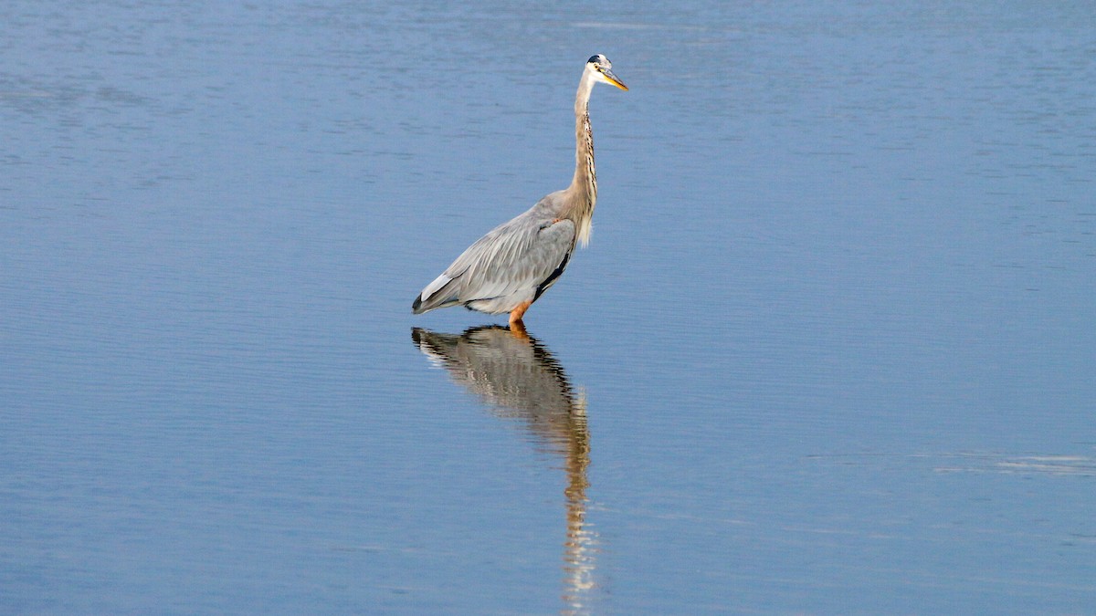 Great Blue Heron - ML373335521