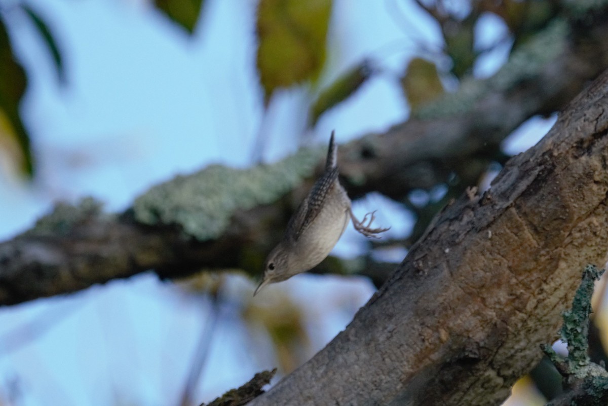 Northern House Wren - ML373335581