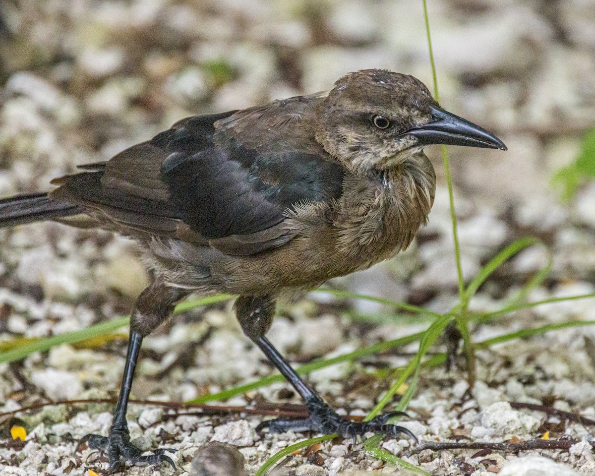 Great-tailed Grackle (Great-tailed) - ML373336361
