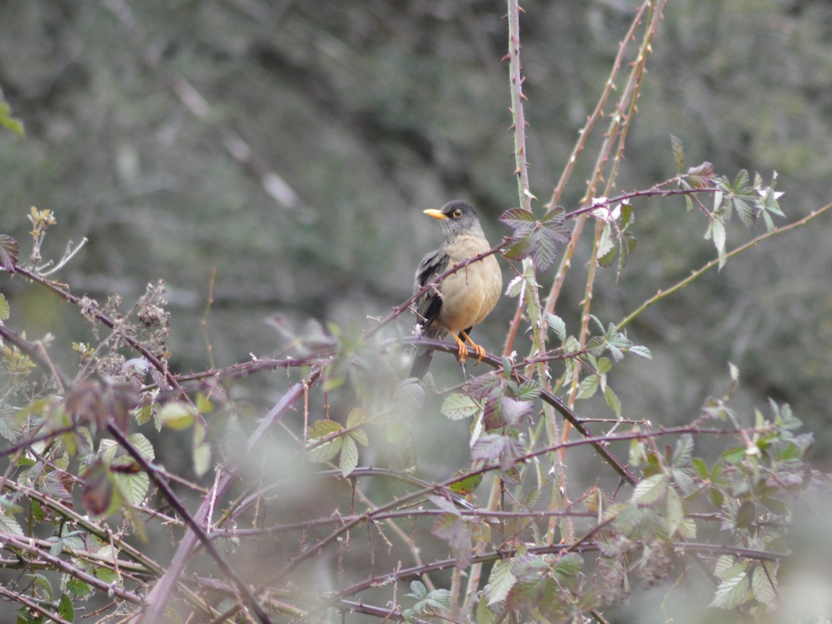 Austral Thrush - ML373336931