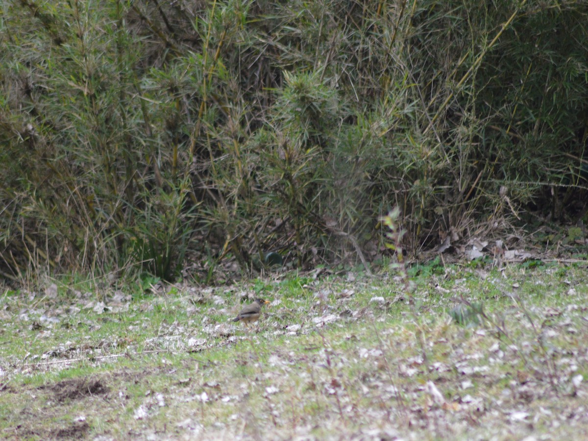 Austral Thrush - ML373337071