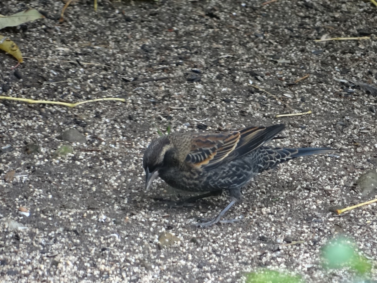 Red-winged Blackbird - Robert Dixon