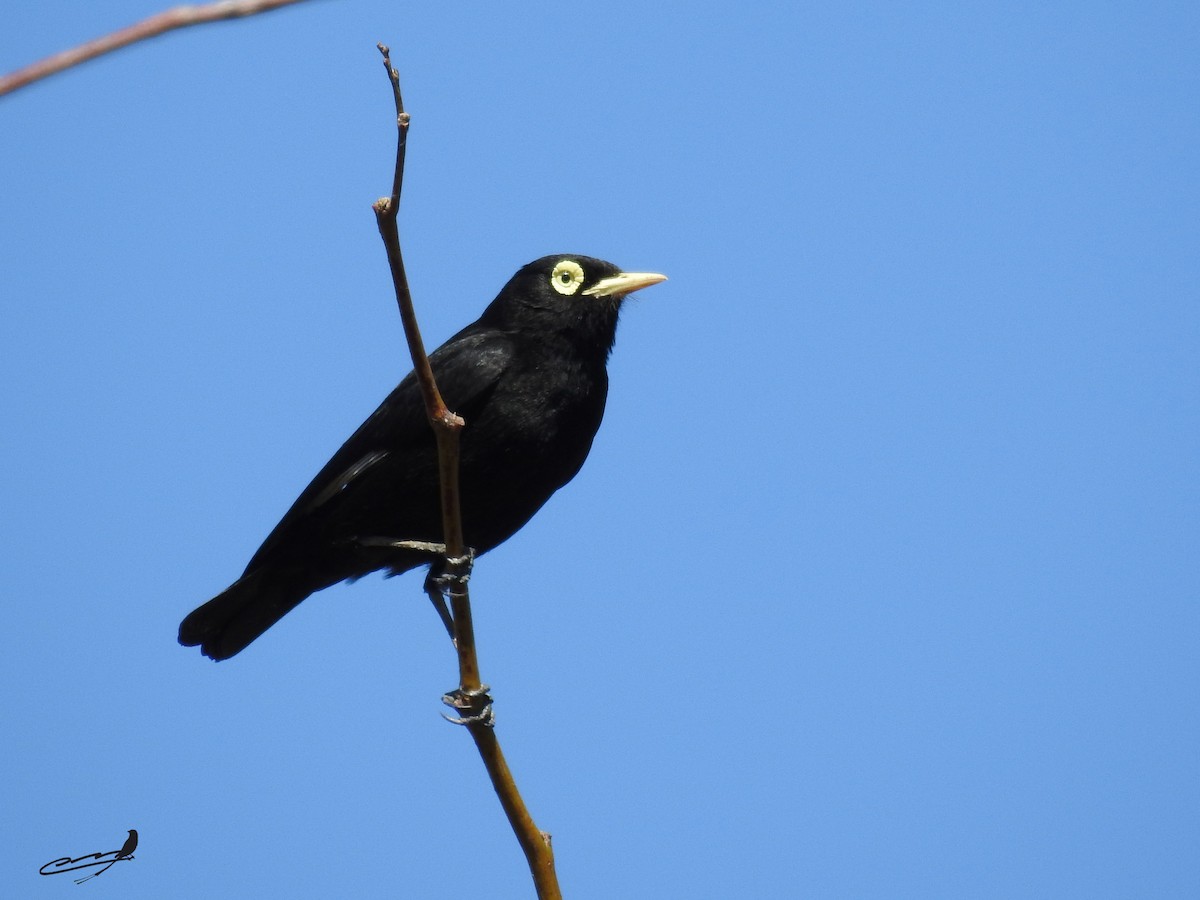 Spectacled Tyrant - Carlos Cabrera