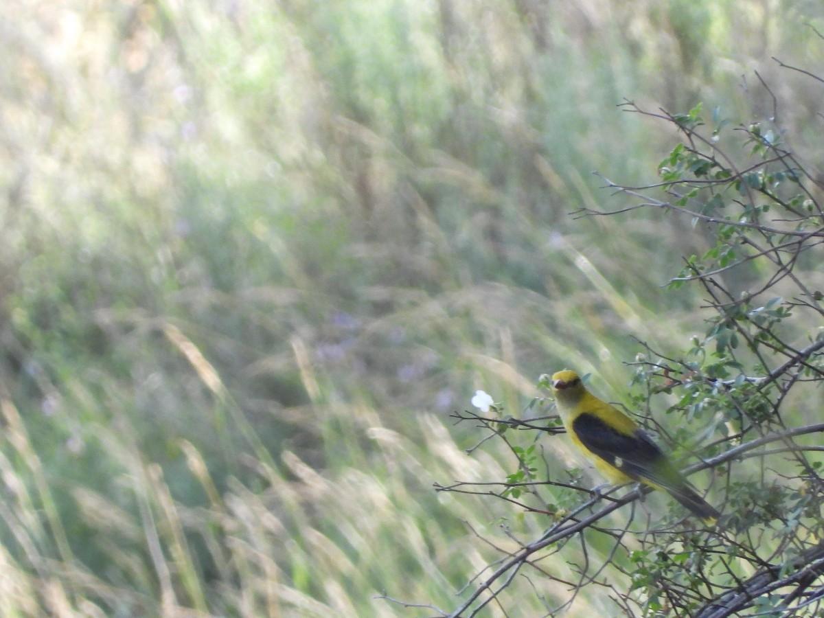 Eurasian Golden Oriole - ML373340421