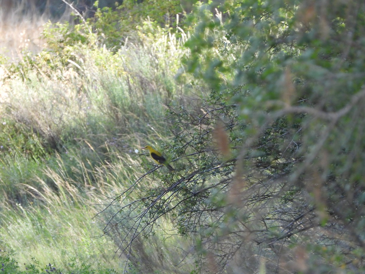 Eurasian Golden Oriole - ML373340441