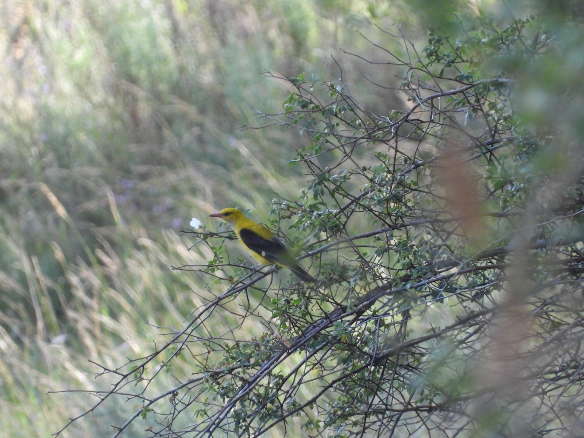 Eurasian Golden Oriole - ML373340461