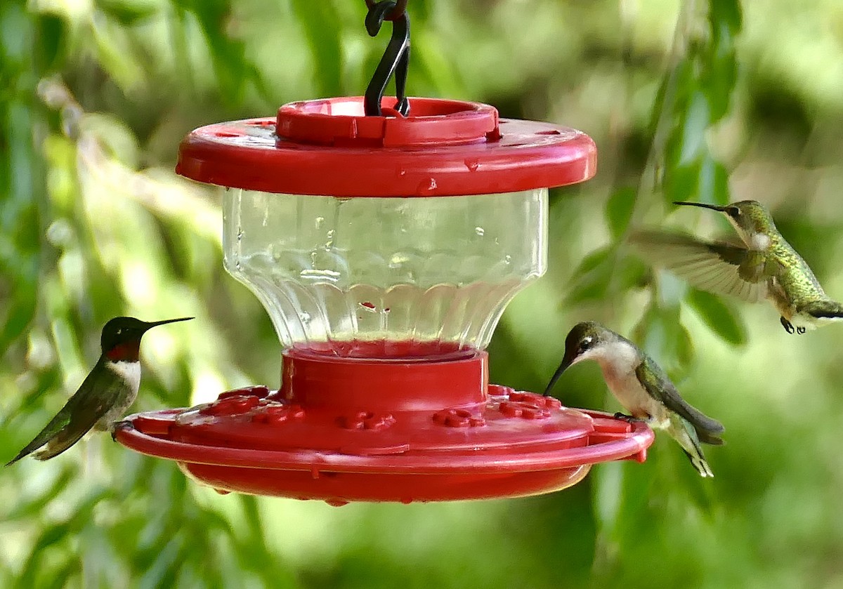 Ruby-throated Hummingbird - ML373341661