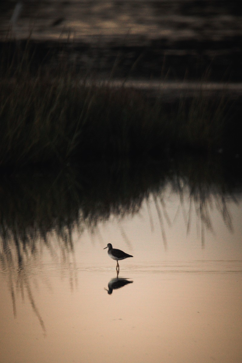 Greater Yellowlegs - ML373342091