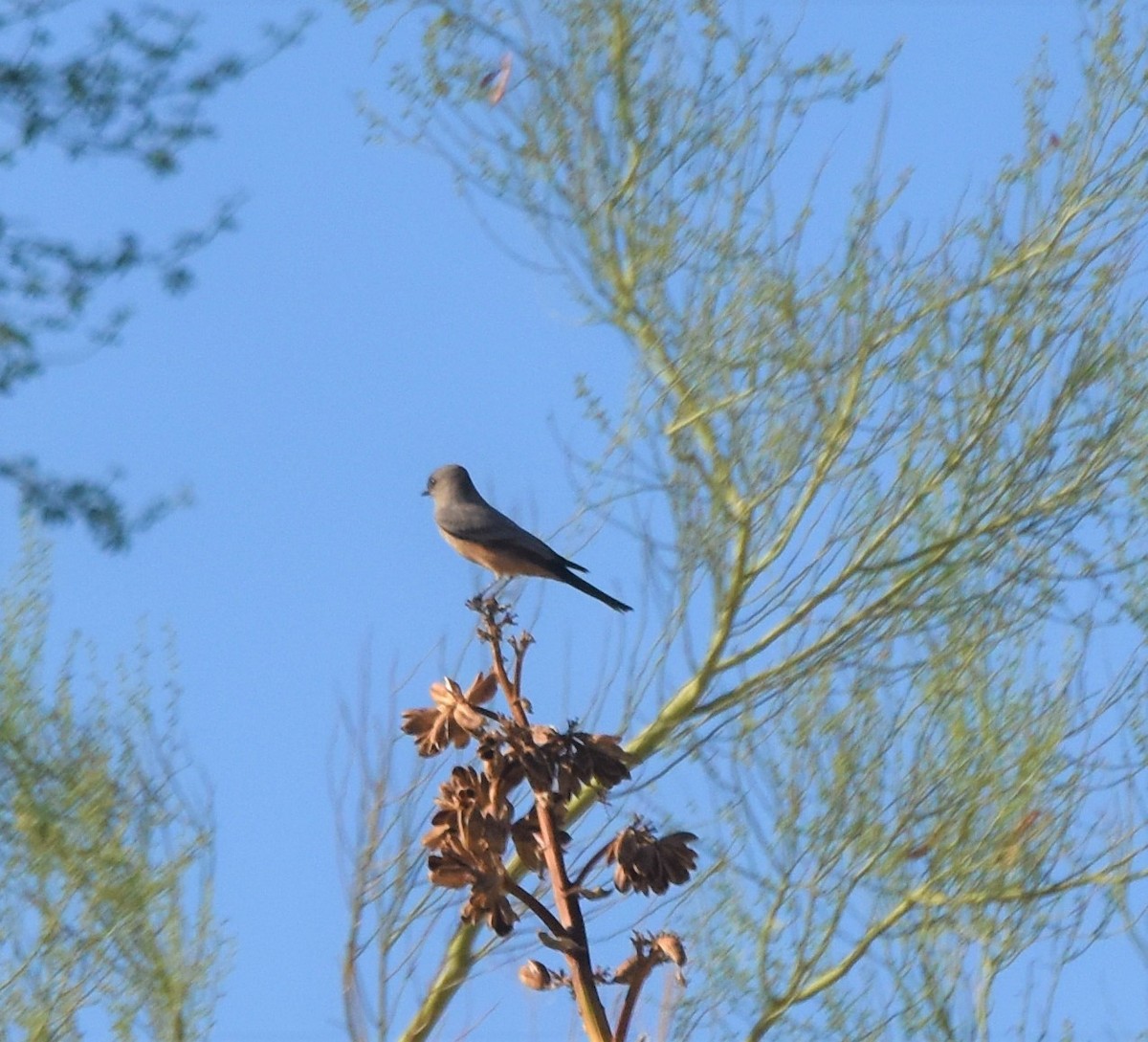 Say's Phoebe - ML373343341