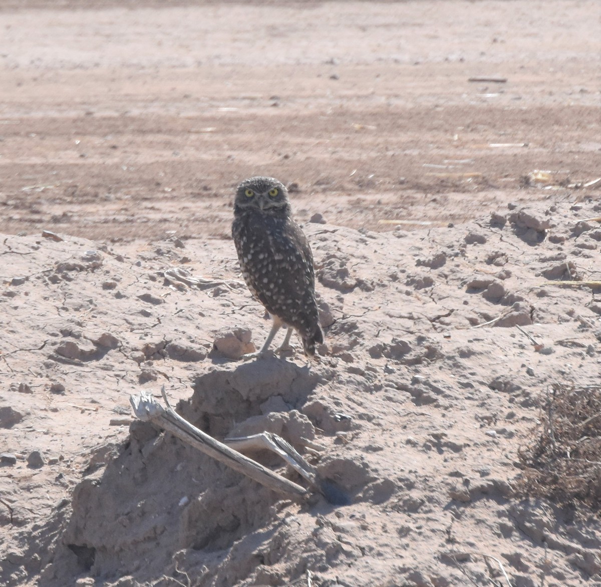 Burrowing Owl - ML373343601