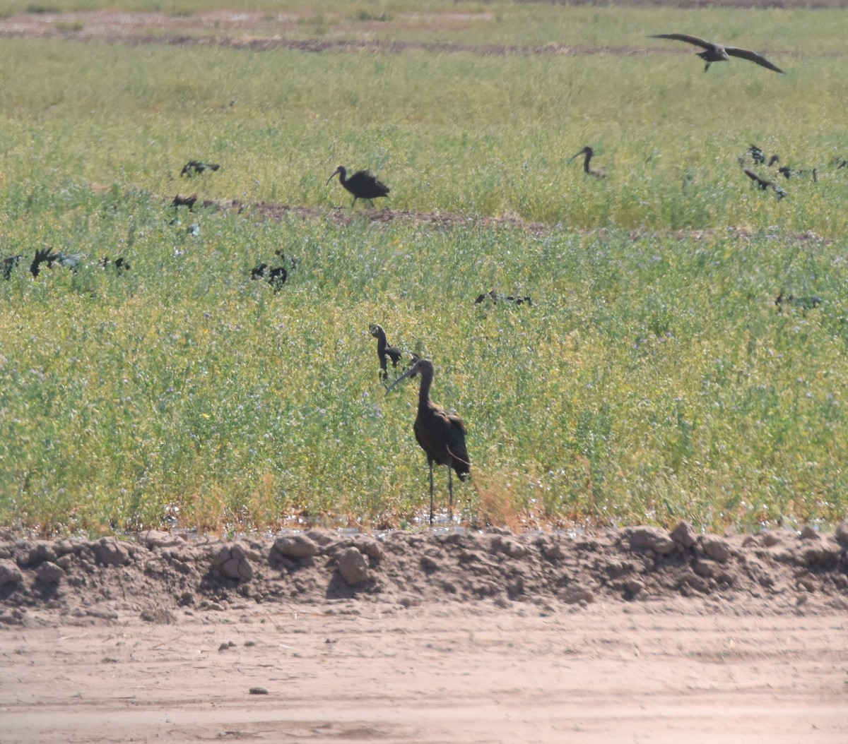 White-faced Ibis - ML373344191