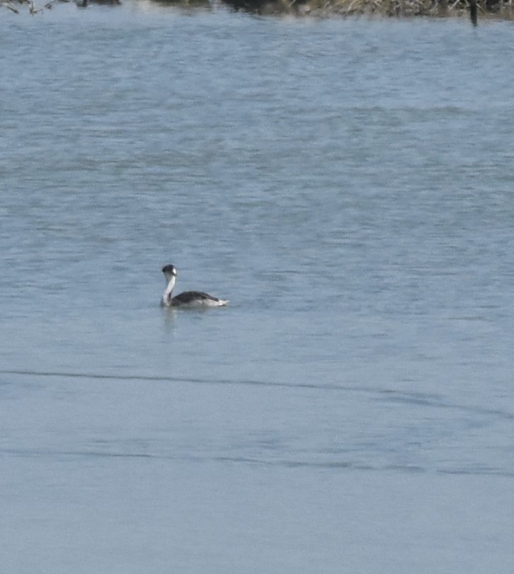 Clark's Grebe - ML373344901