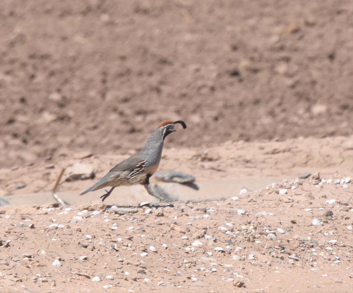 Gambel's Quail - ML373345111