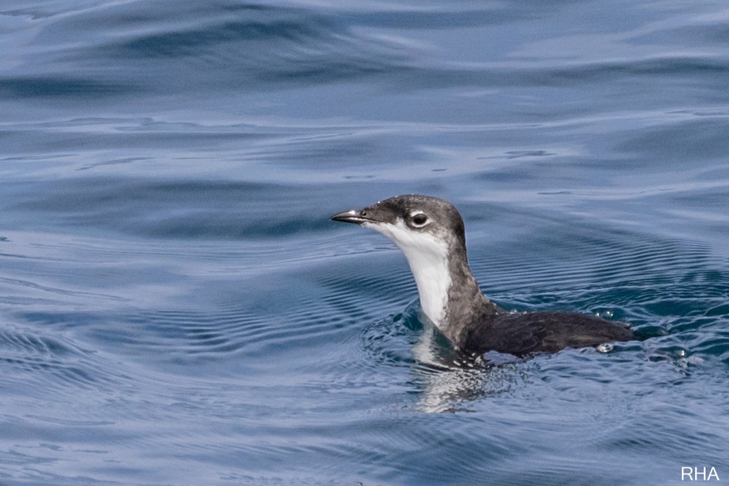 Scripps's Murrelet - ML373345861