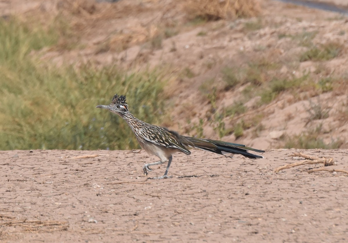 Greater Roadrunner - ML373346191