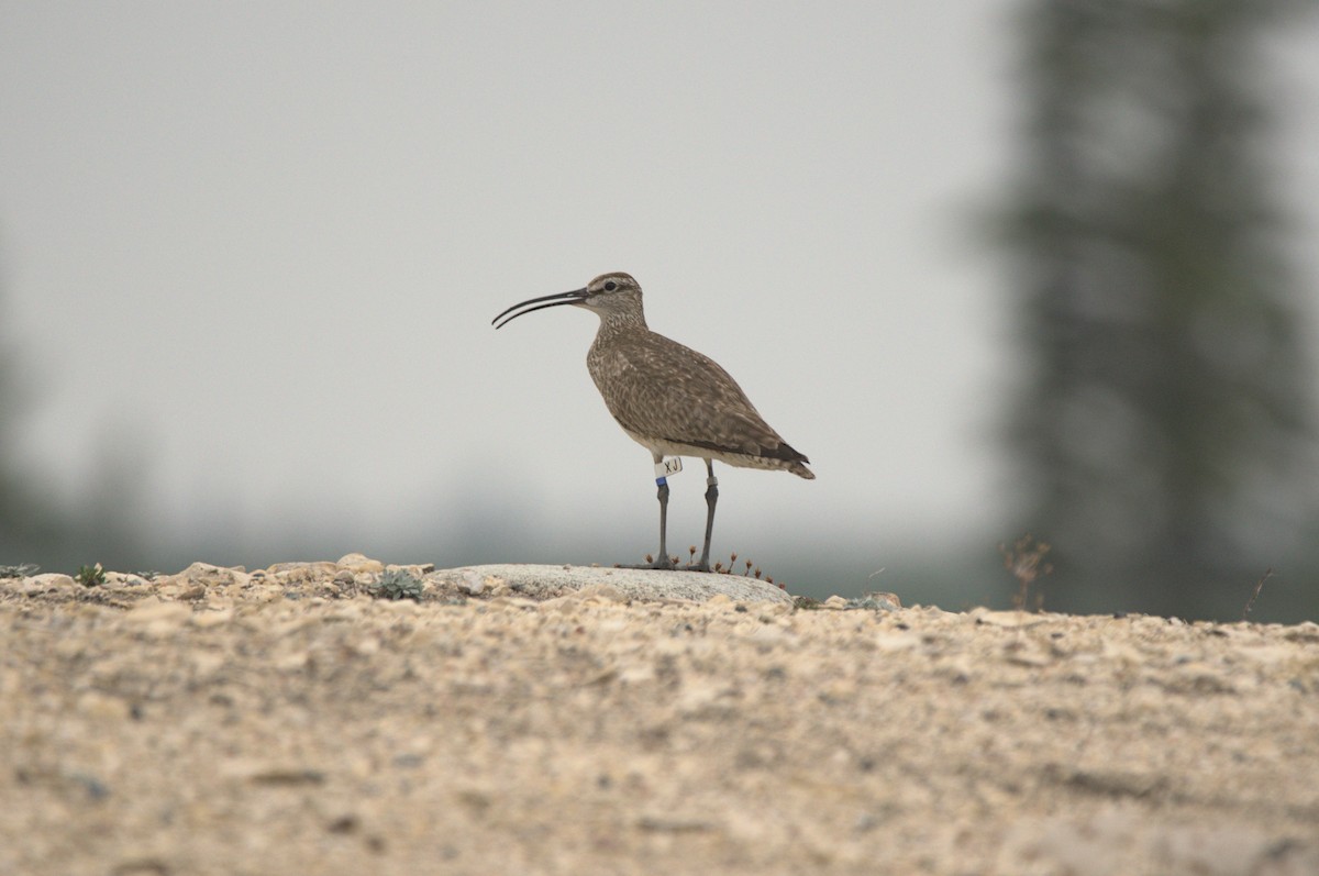Whimbrel - Andrew Brown