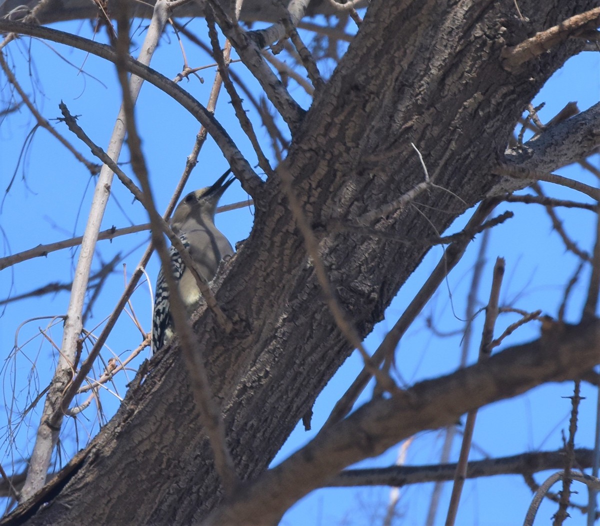 Gila Woodpecker - ML373347131