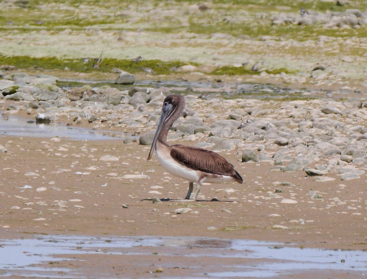 Brown Pelican - ML373347481