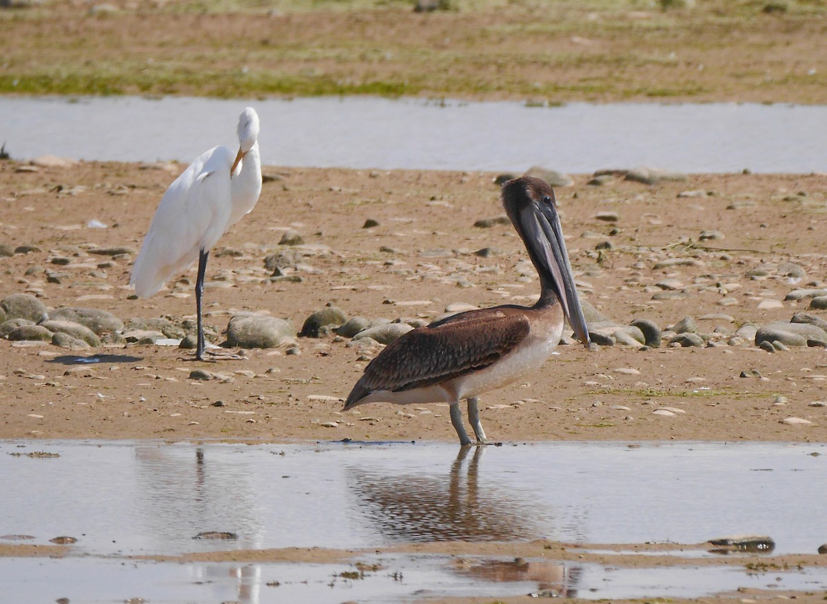 Brown Pelican - ML373347501