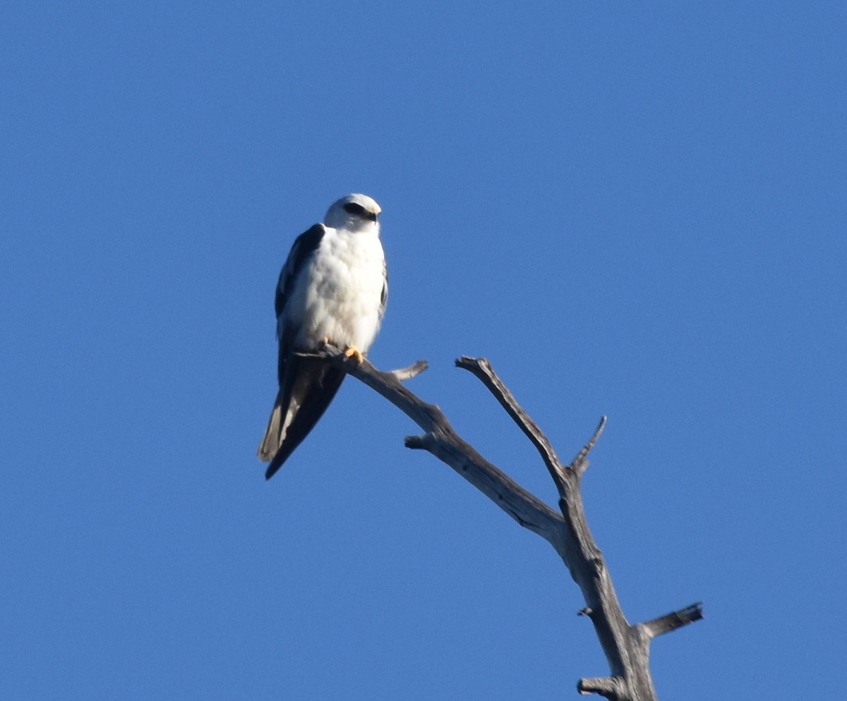 White-tailed Kite - ML373348101