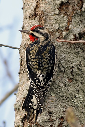 Yellow-bellied Sapsucker - ML373348331