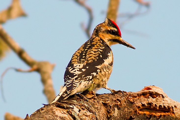 Yellow-bellied Sapsucker - ML373348361