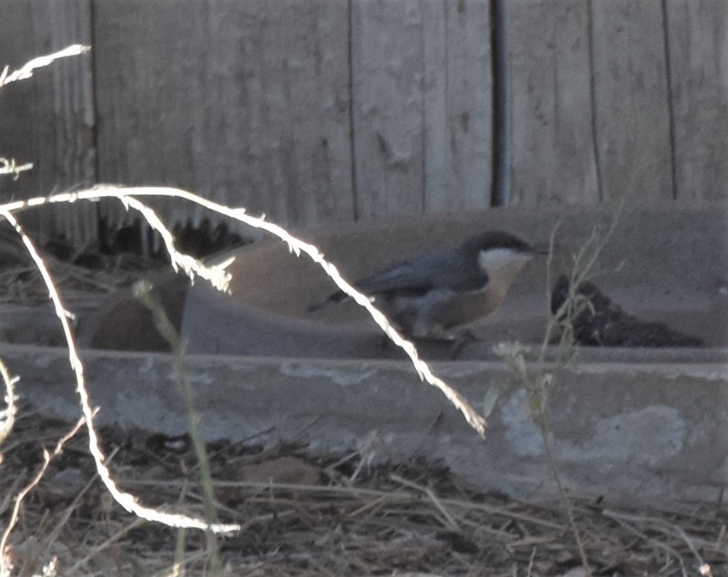 Pygmy Nuthatch - ML373349251