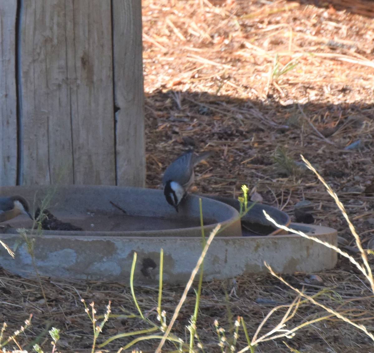 Mountain Chickadee - ML373349581