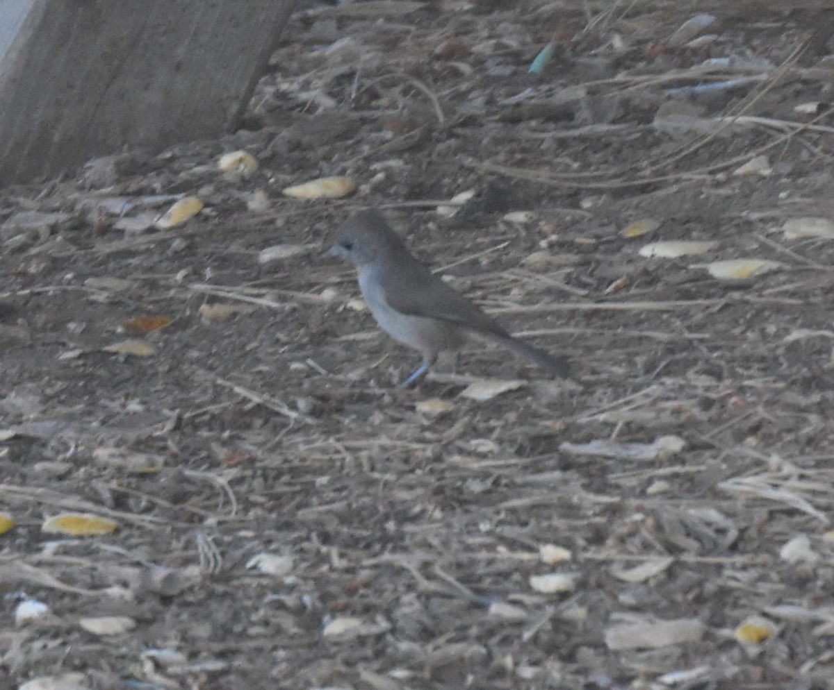 Oak Titmouse - ML373349621