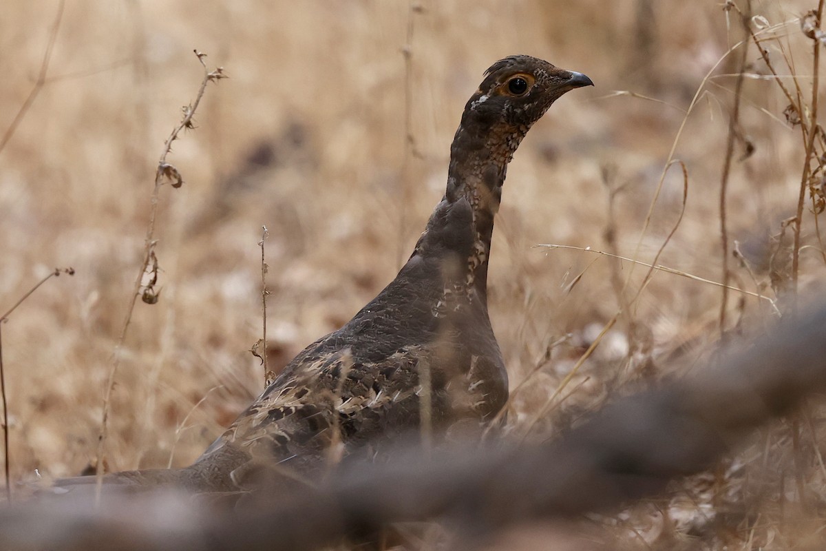 Sooty Grouse - ML373349941