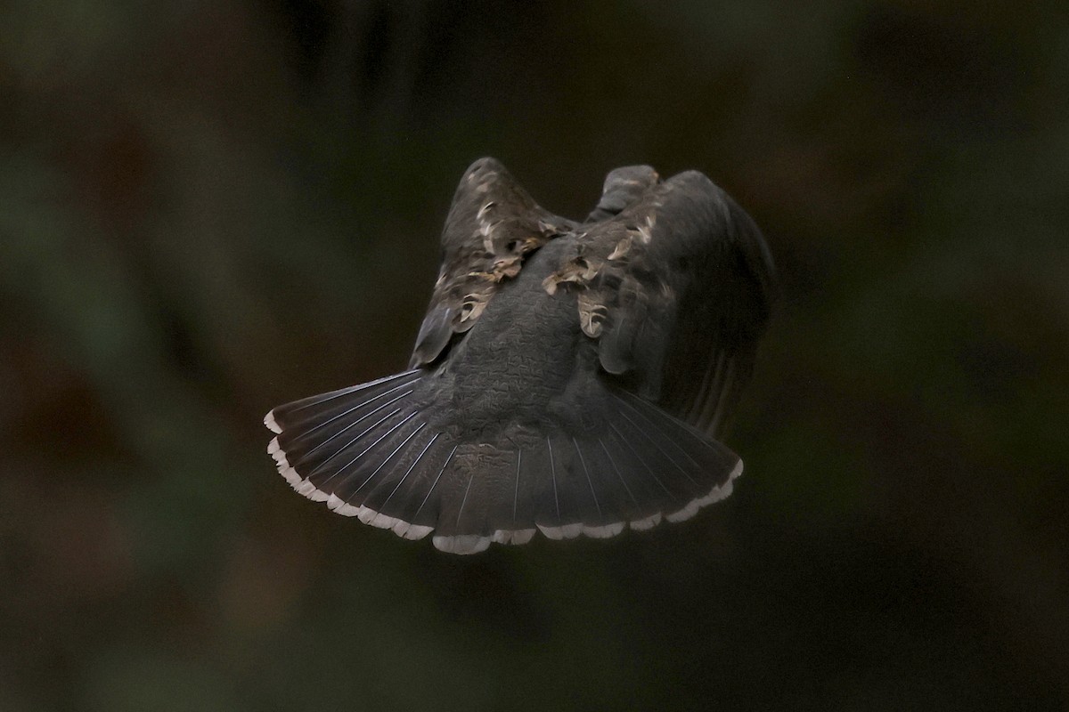 Sooty Grouse - ML373349951