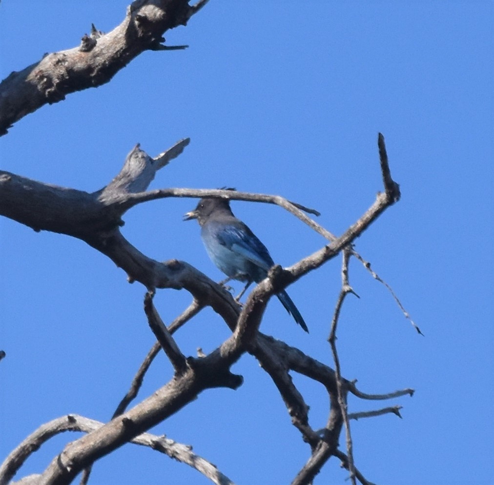 Steller's Jay - ML373350931