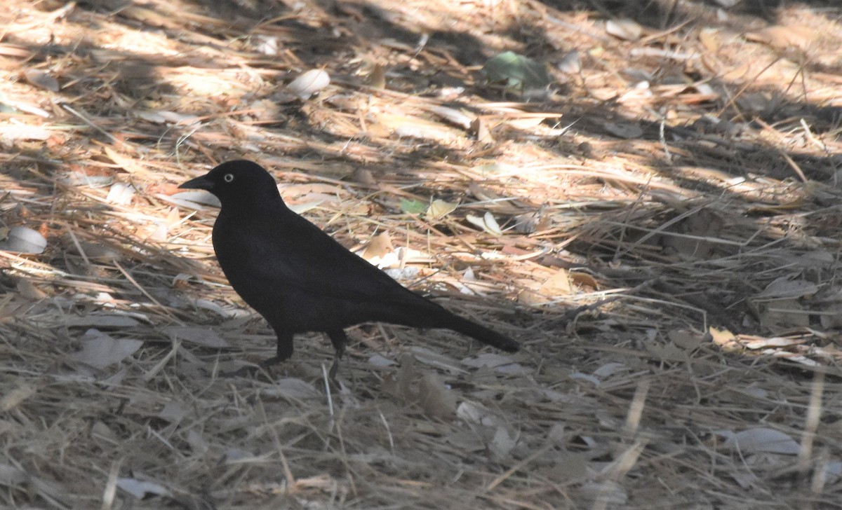 Brewer's Blackbird - ML373351171