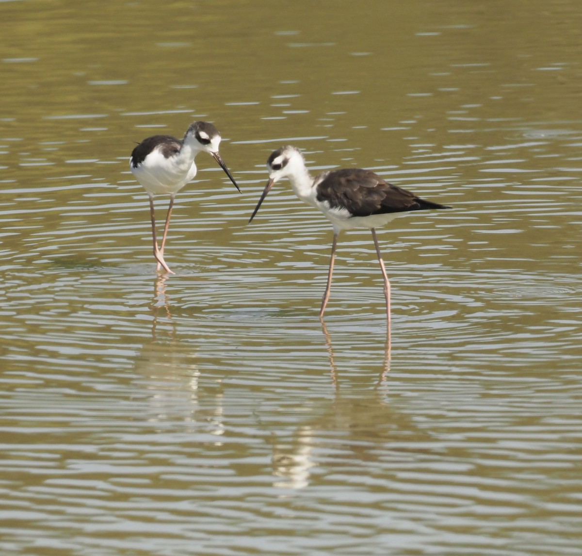 Black-necked Stilt - Bob Foehring