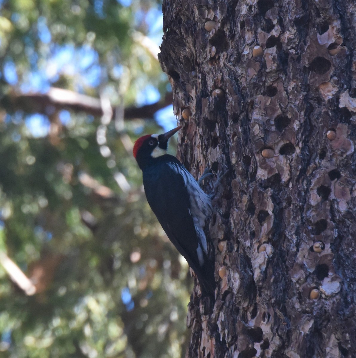 Acorn Woodpecker - ML373351521