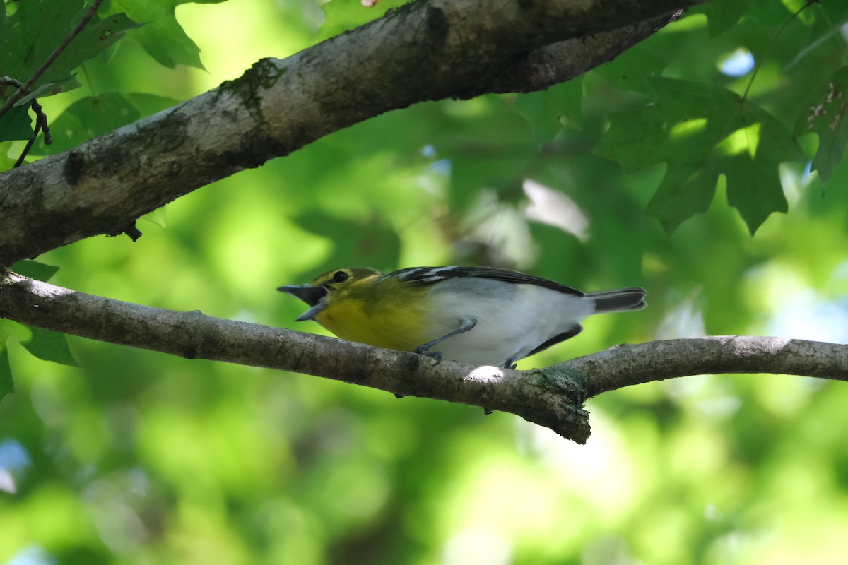 Yellow-throated Vireo - Todd DeVore