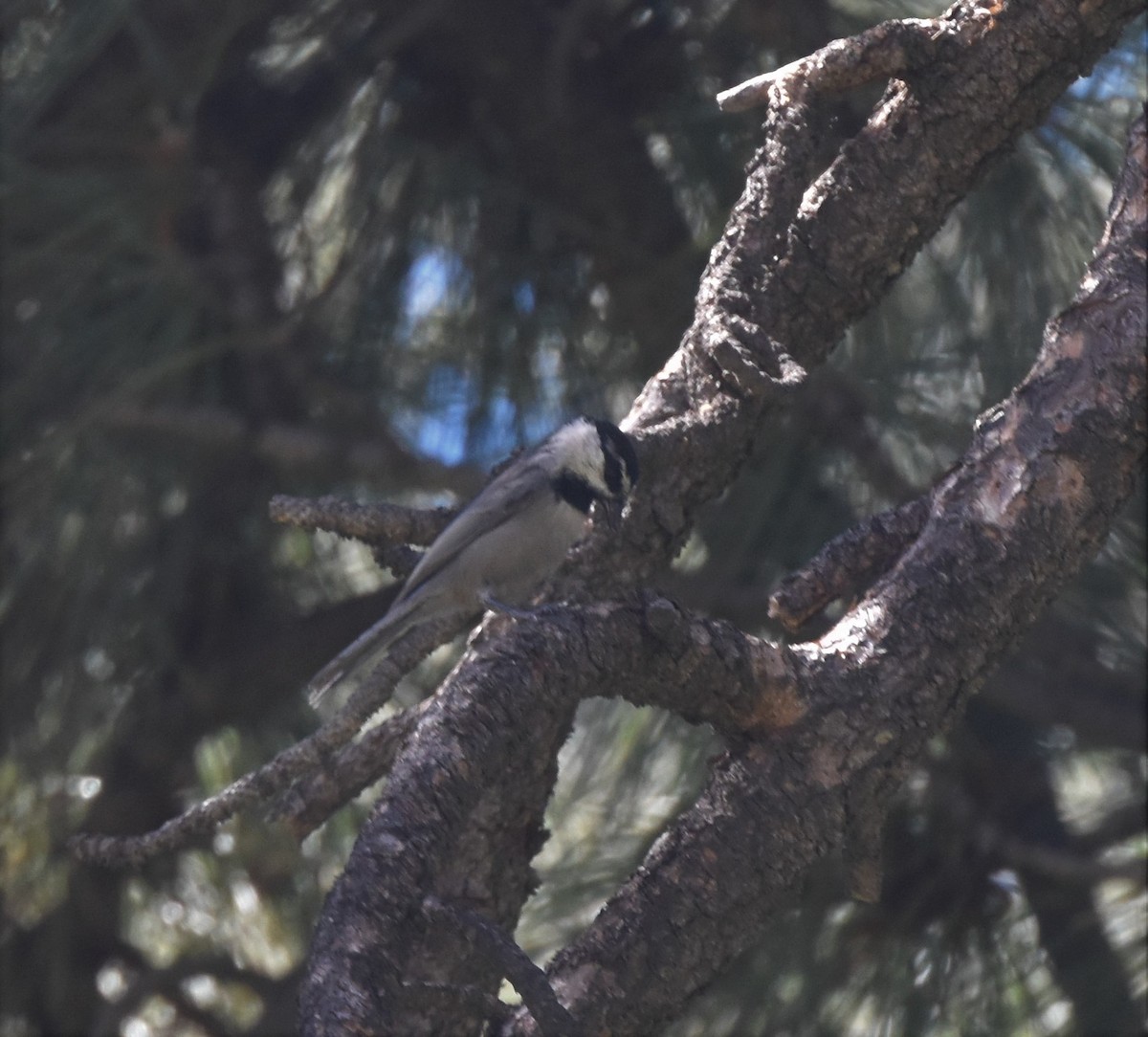 Mountain Chickadee - ML373352041