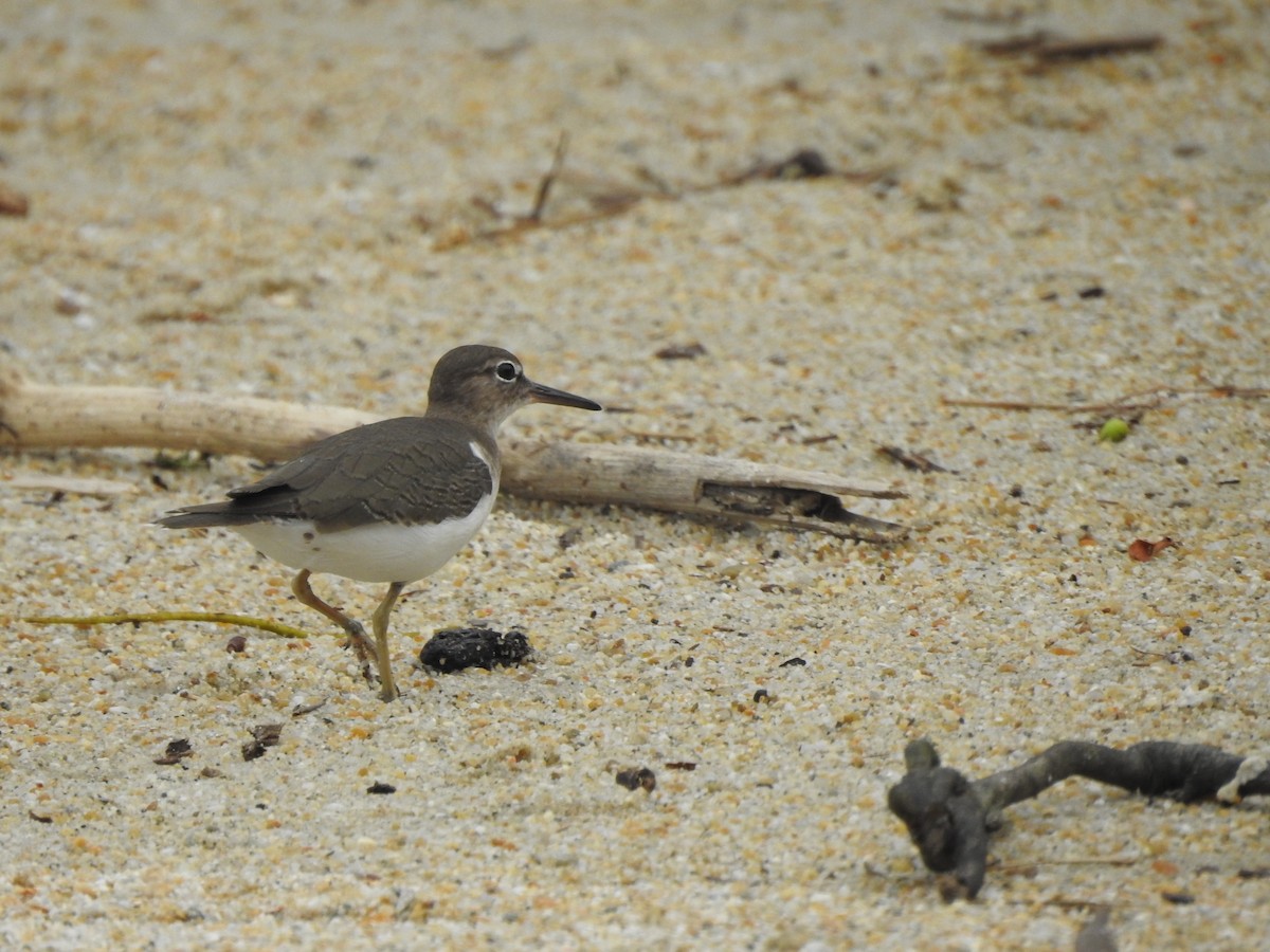 アメリカイソシギ - ML373352781