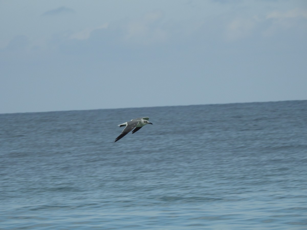 ワライカモメ - ML373352791