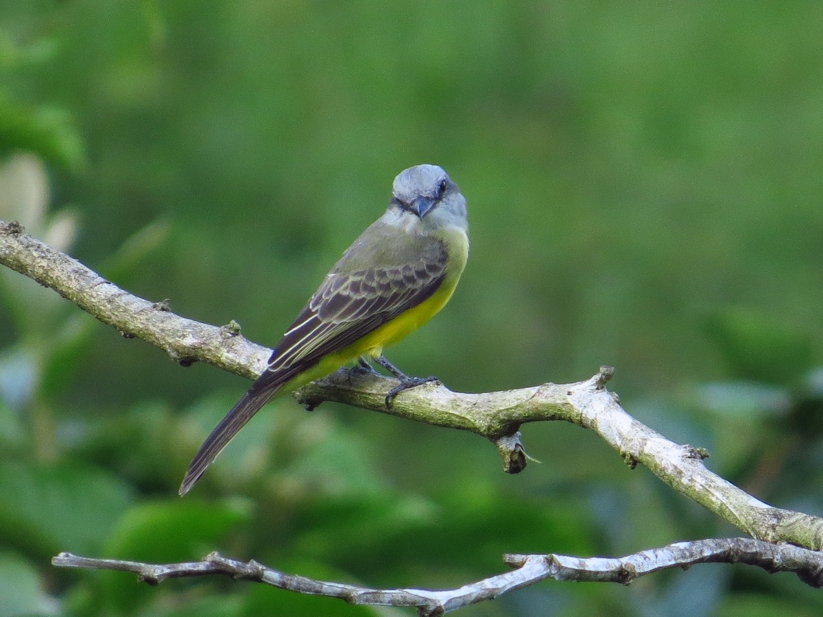 Tropical Kingbird - ML373354201