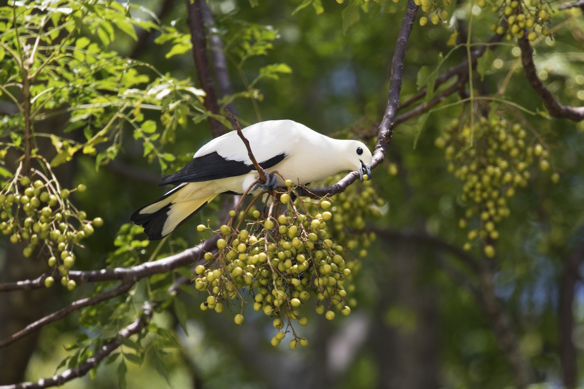 Pied Imperial-Pigeon - ML373354581